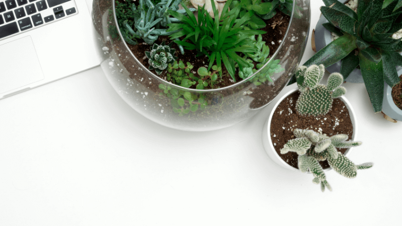 plants can absorb negative energy from your desk